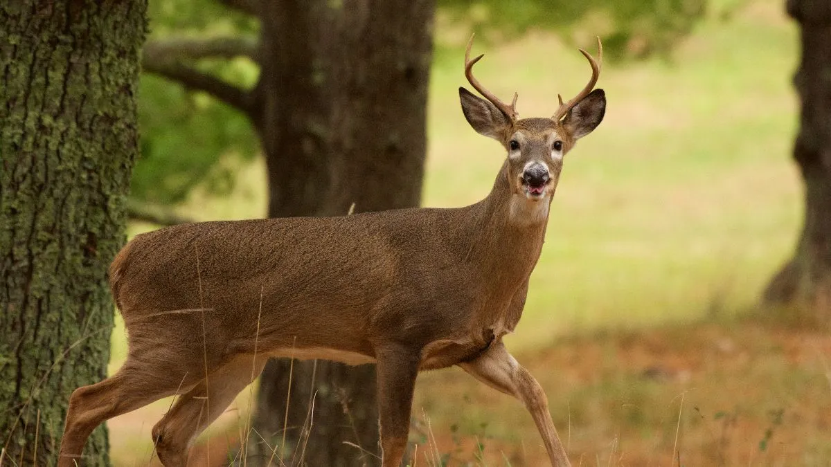 Florida Police Patrolling Georgia Line for Hunters With Deer