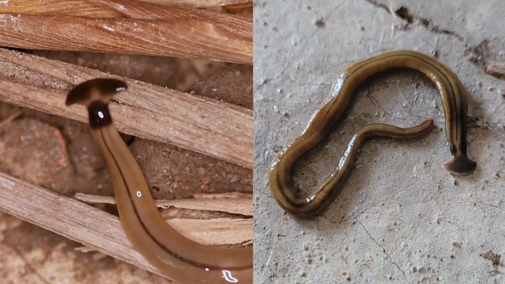 Invasive Hammerhead Worms Pose Threat to Georgia Soil Ecosystem