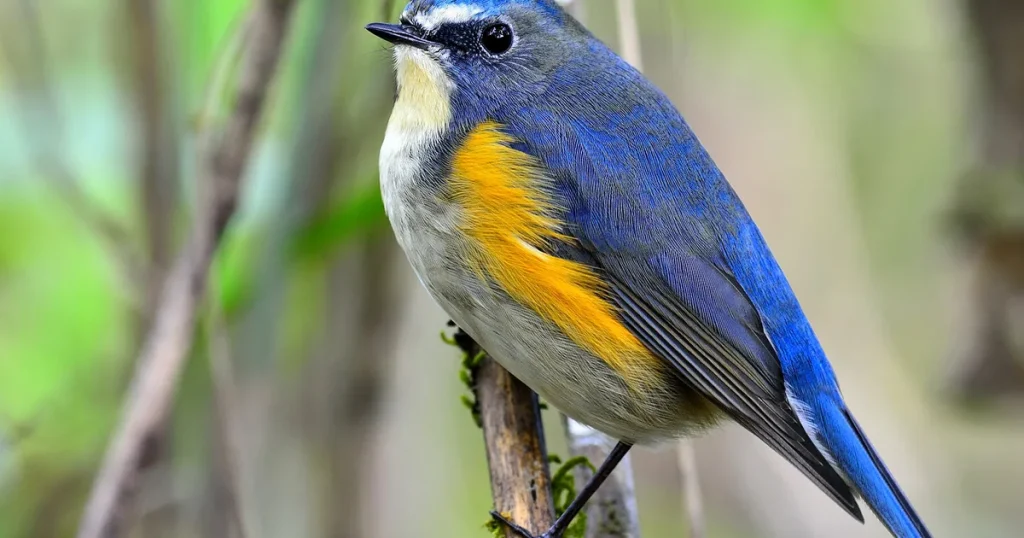 https://findplace.xyz/new-jersey-welcomes-rare-avian-visitor-the-extraordinary-arrival-of-the-red-flanked-bluetail/