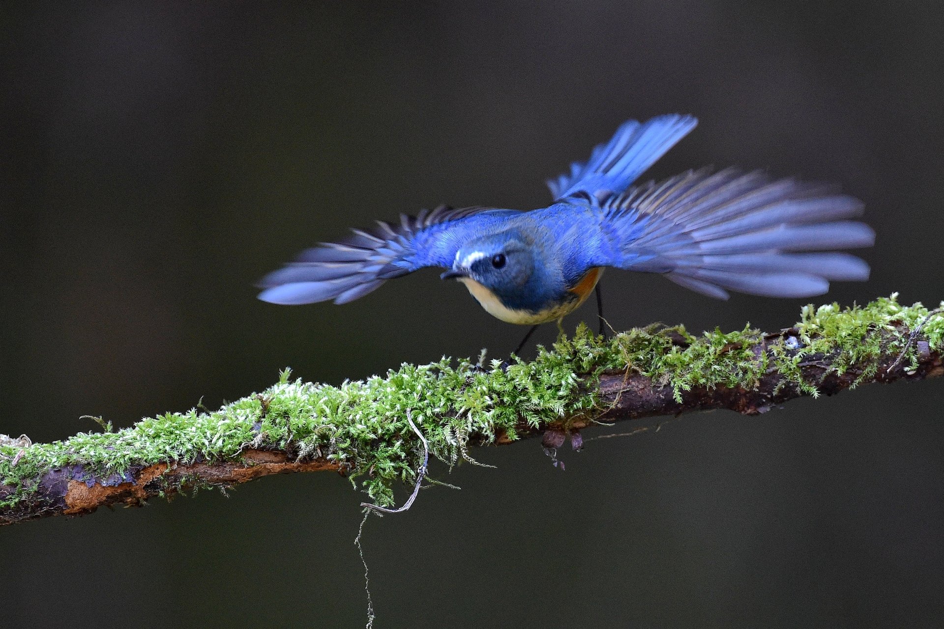 New Jersey Welcomes Rare Avian Visitor: The Extraordinary Arrival of the Red-Flanked Bluetail