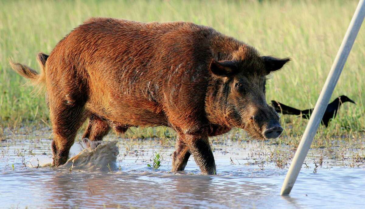 Feral Hog Invasion Threatens Galveston Beaches and Beyond, Prompting Urgent Action in Texas