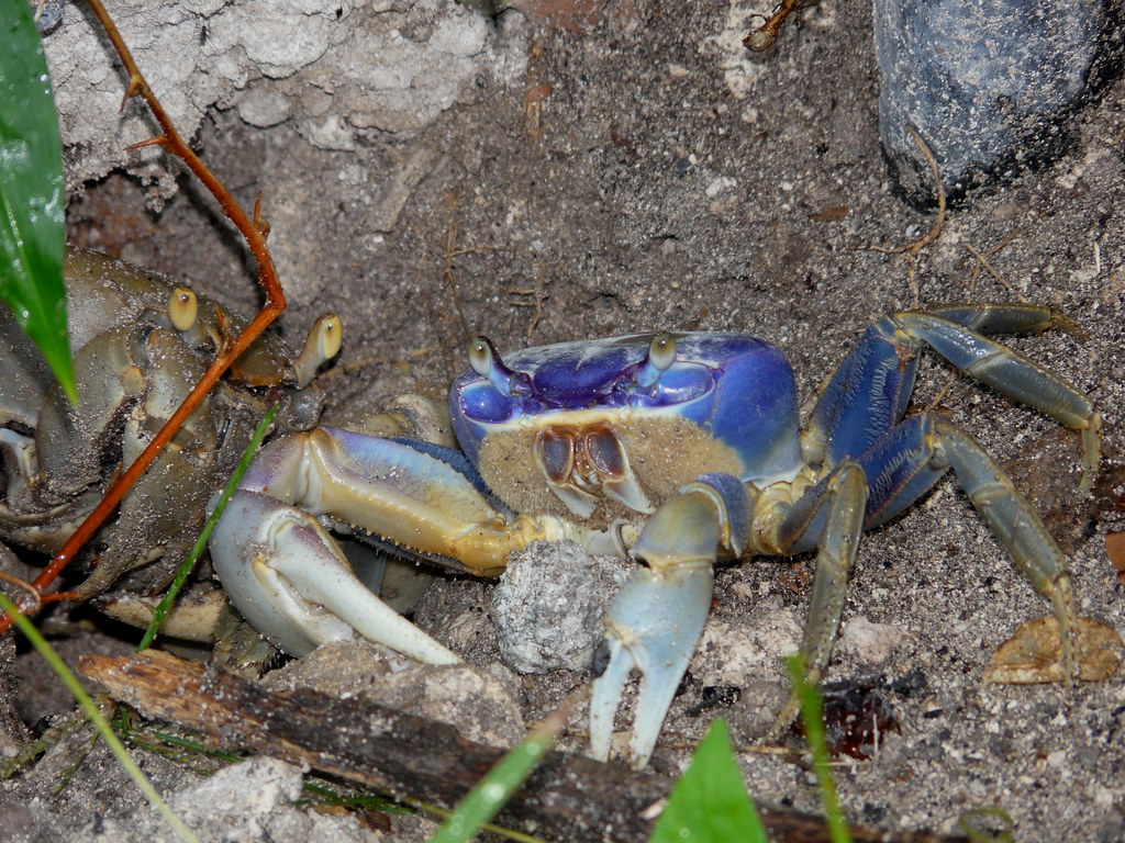 Blue land crab confusion; biologist say they are not invasive to Georgia and South Carolina