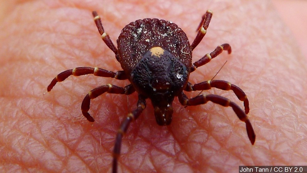 Growing concern about debilitating tick-borne disease in Tennessee