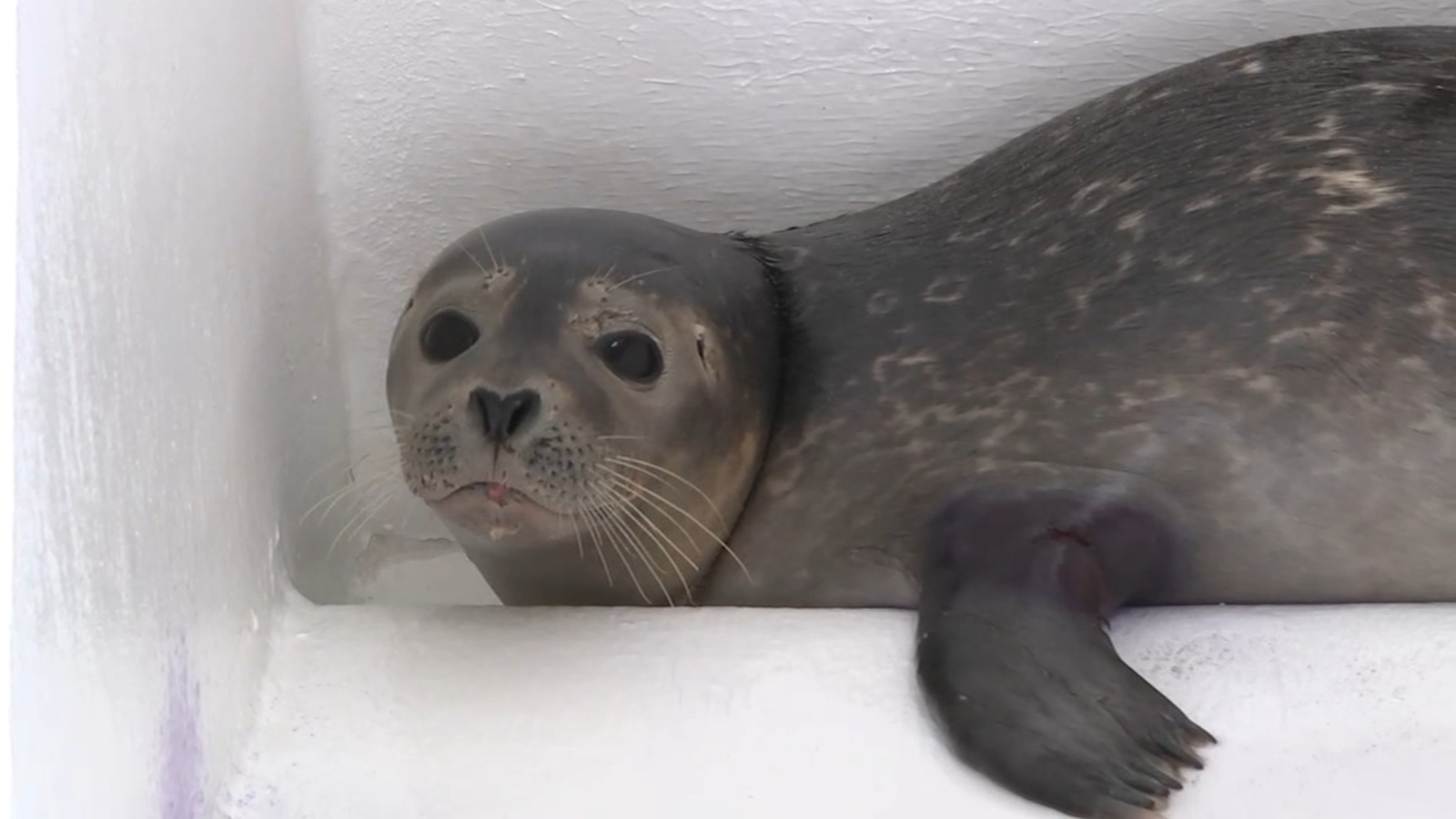 Stranded seal found on NJ beach counts blessings after treated at Marine Mammal Stranding Center