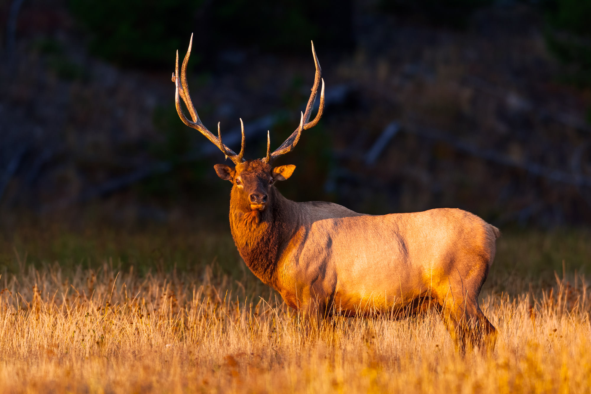 Discovering Elk in Tennessee: 2 Prime Spots