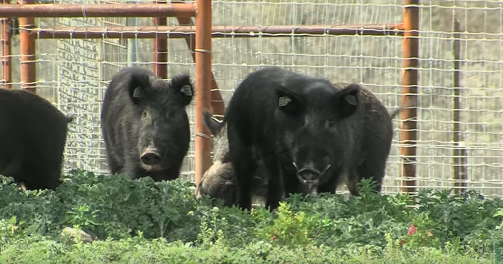 Feral Hog Invasion Threatens Galveston Beaches and Beyond, Prompting Urgent Action in Texas