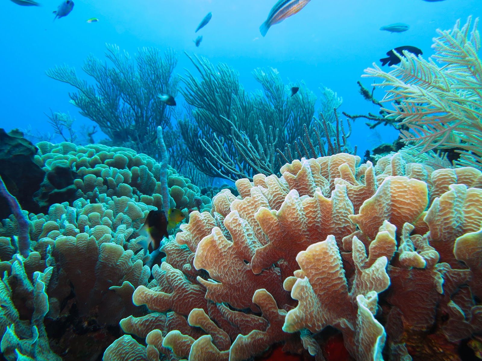 Oceanic Marvel: Spectacular Coral Reef Discovered Stretching from Miami to South Carolina