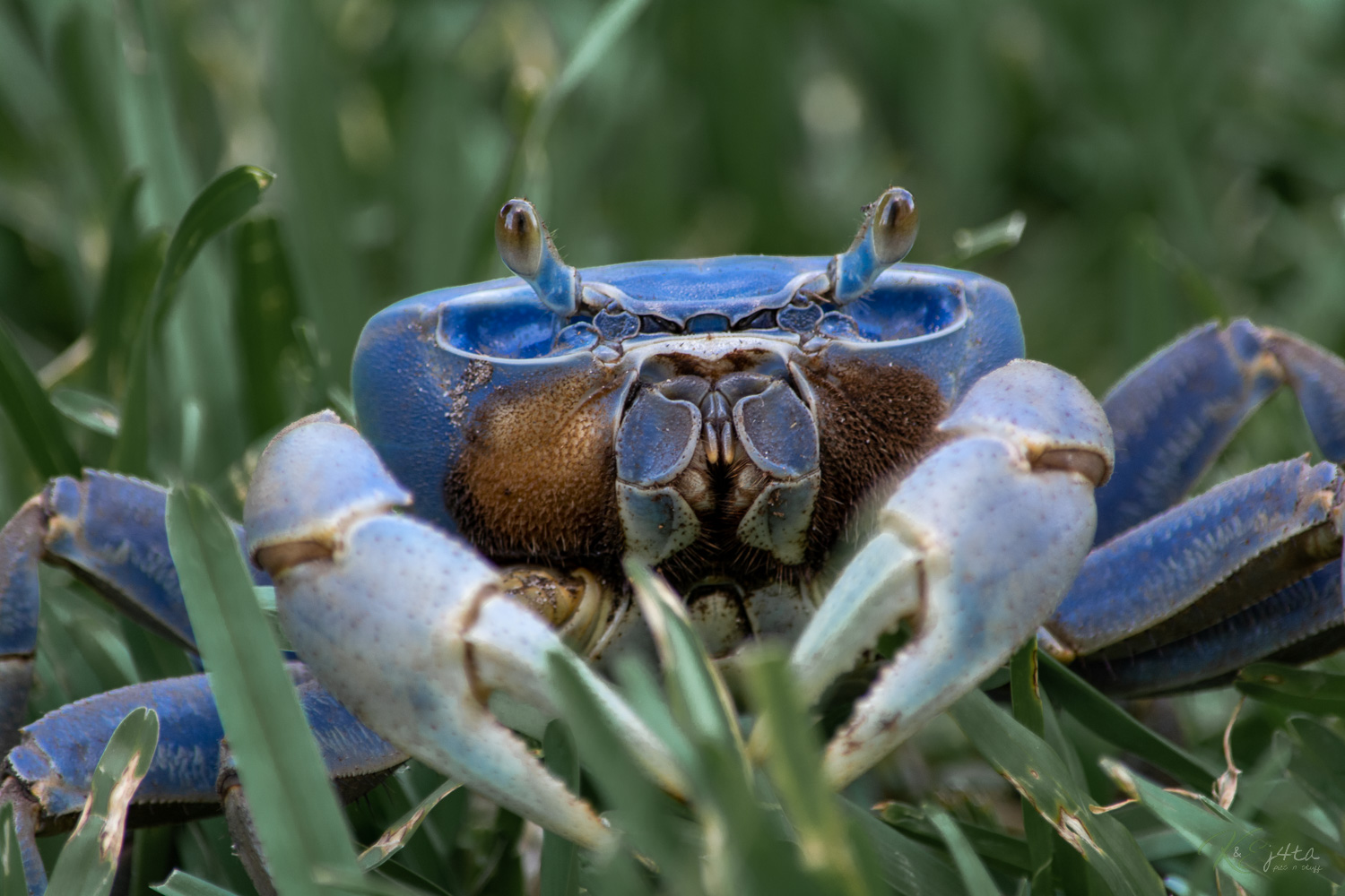 Biologists Dispel Blue Land Crab Invasion Concerns in Georgia and South Carolina