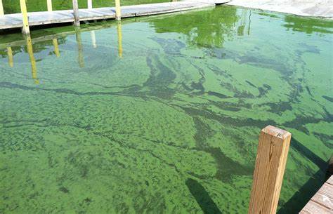 $10M allocated to combat harmful algal blooms in Florida