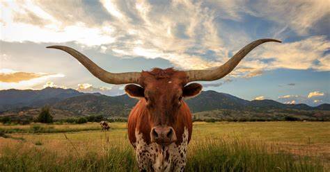 The 5th Largest Ranch In Texas Is Being Sold In Parts