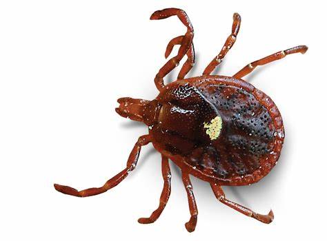 Growing concern about debilitating tick-borne disease in Tennessee