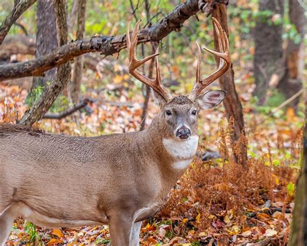 Heated discussion: Court to rule whether potentially record-setting Ohio deer antlers were taken illegally