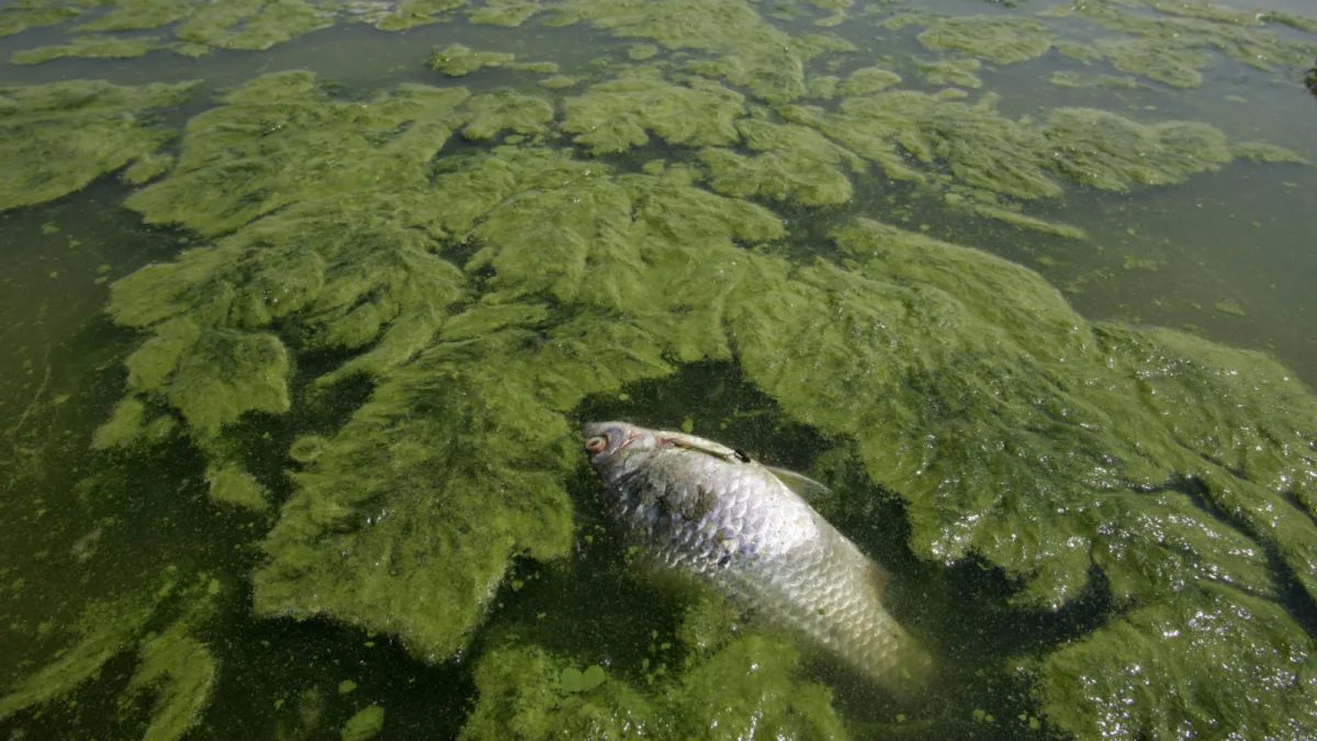 $10M allocated to combat harmful algal blooms in Florida