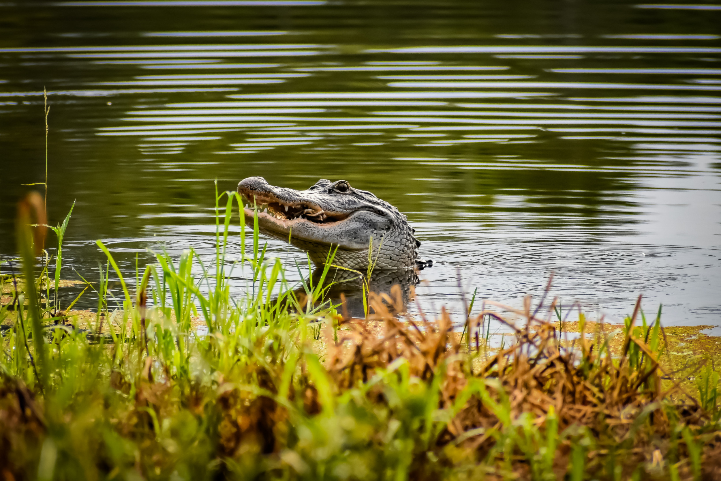 Discover the East Texas town that hosts Texas' solitary natural lake.