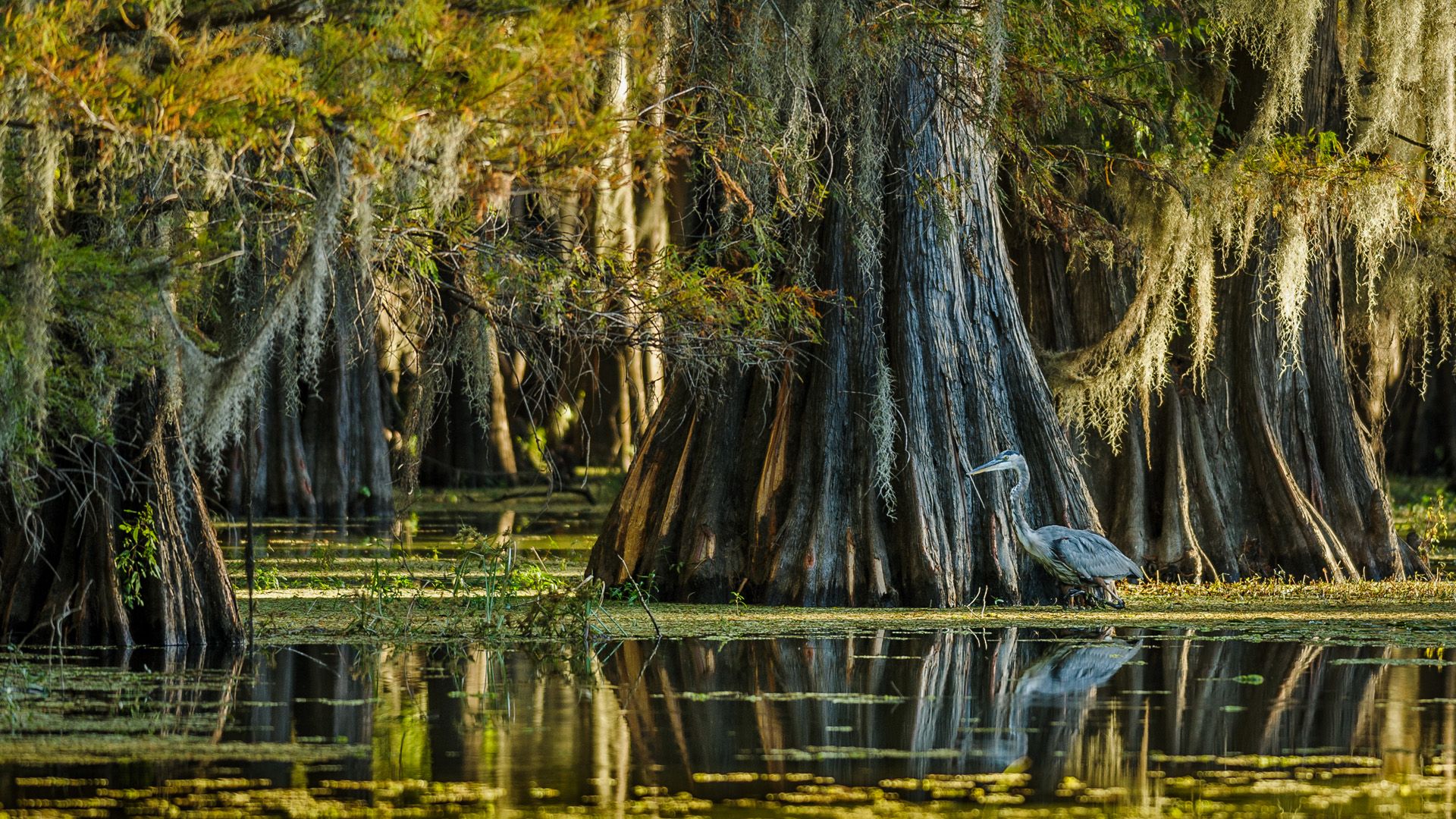 Discover the East Texas town that hosts Texas’ solitary natural lake.