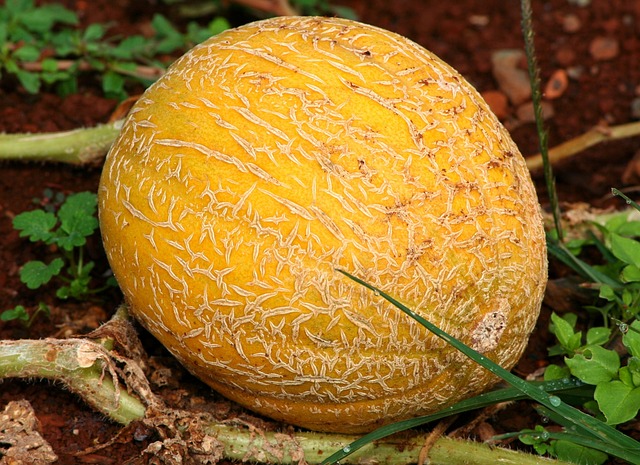 CDC Declares End to Cantaloupe-Linked Salmonella Outbreak That Claimed 6 Lives