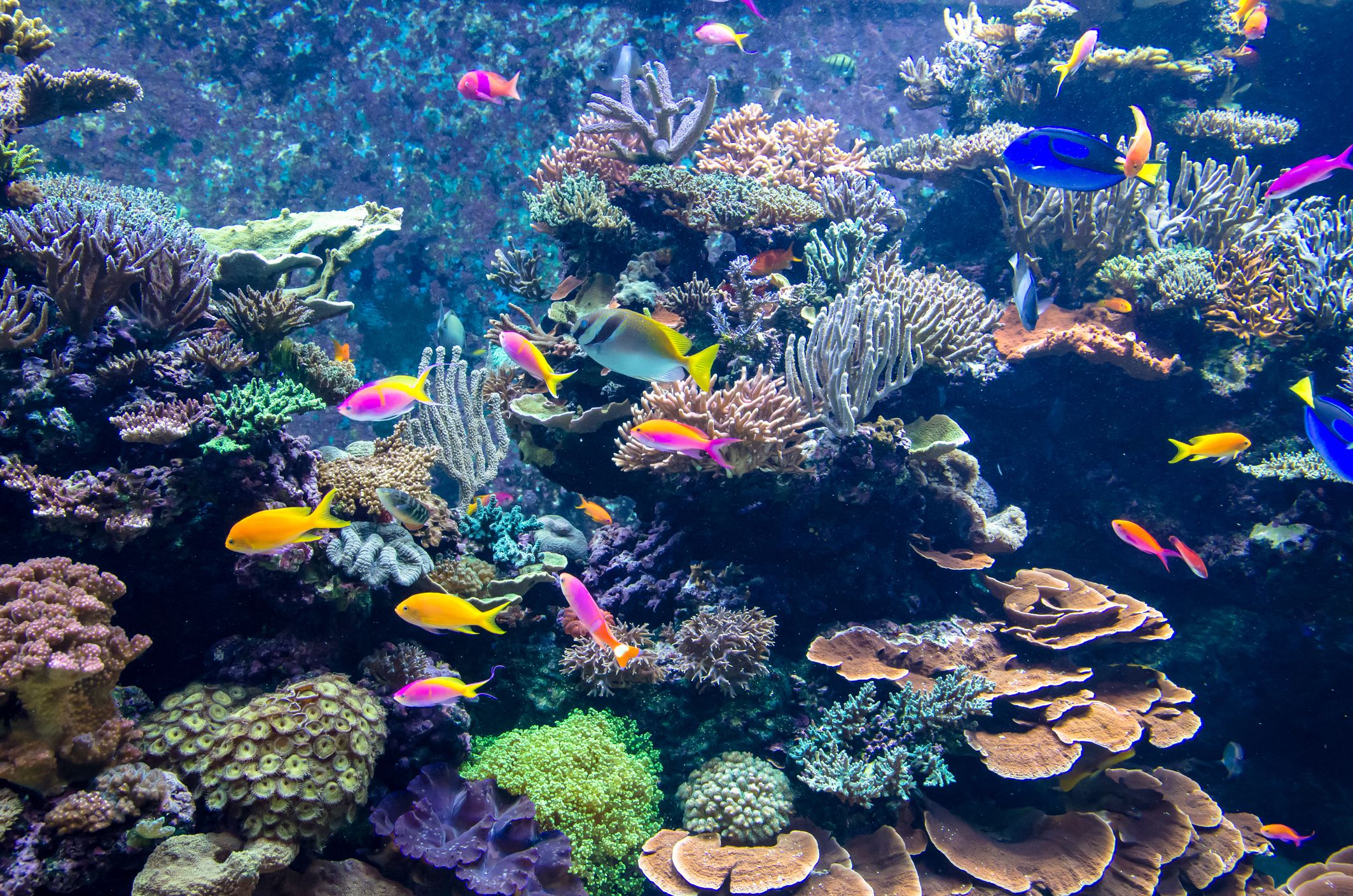 Coastal Marvel: Massive Coral Reef System Discovered from Miami to South Carolina