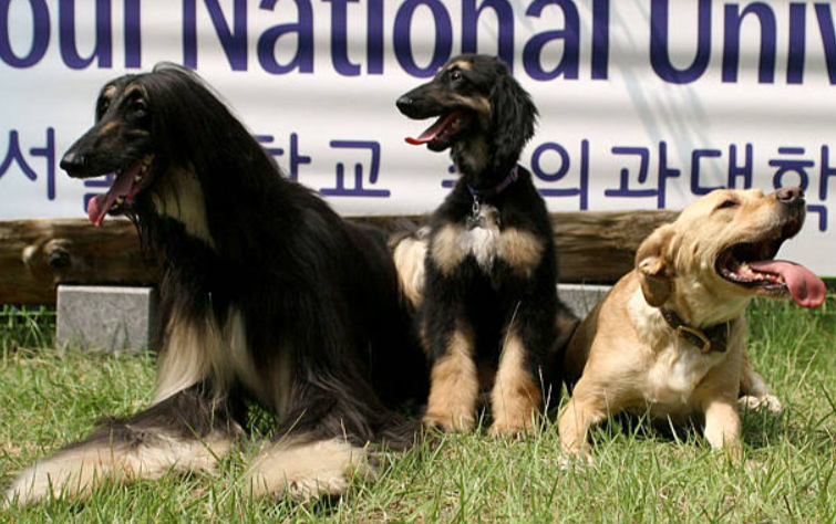 South Korea’s Love with Dogs Culminates in Historic Slaughter Ban