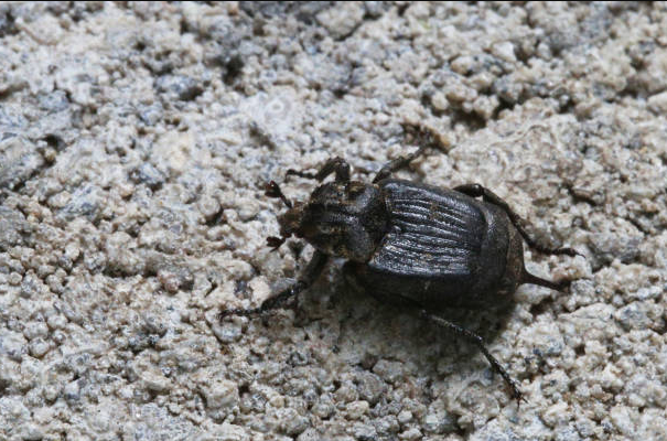 Male and Female Dung Beetles Team Up for Ball Rolling