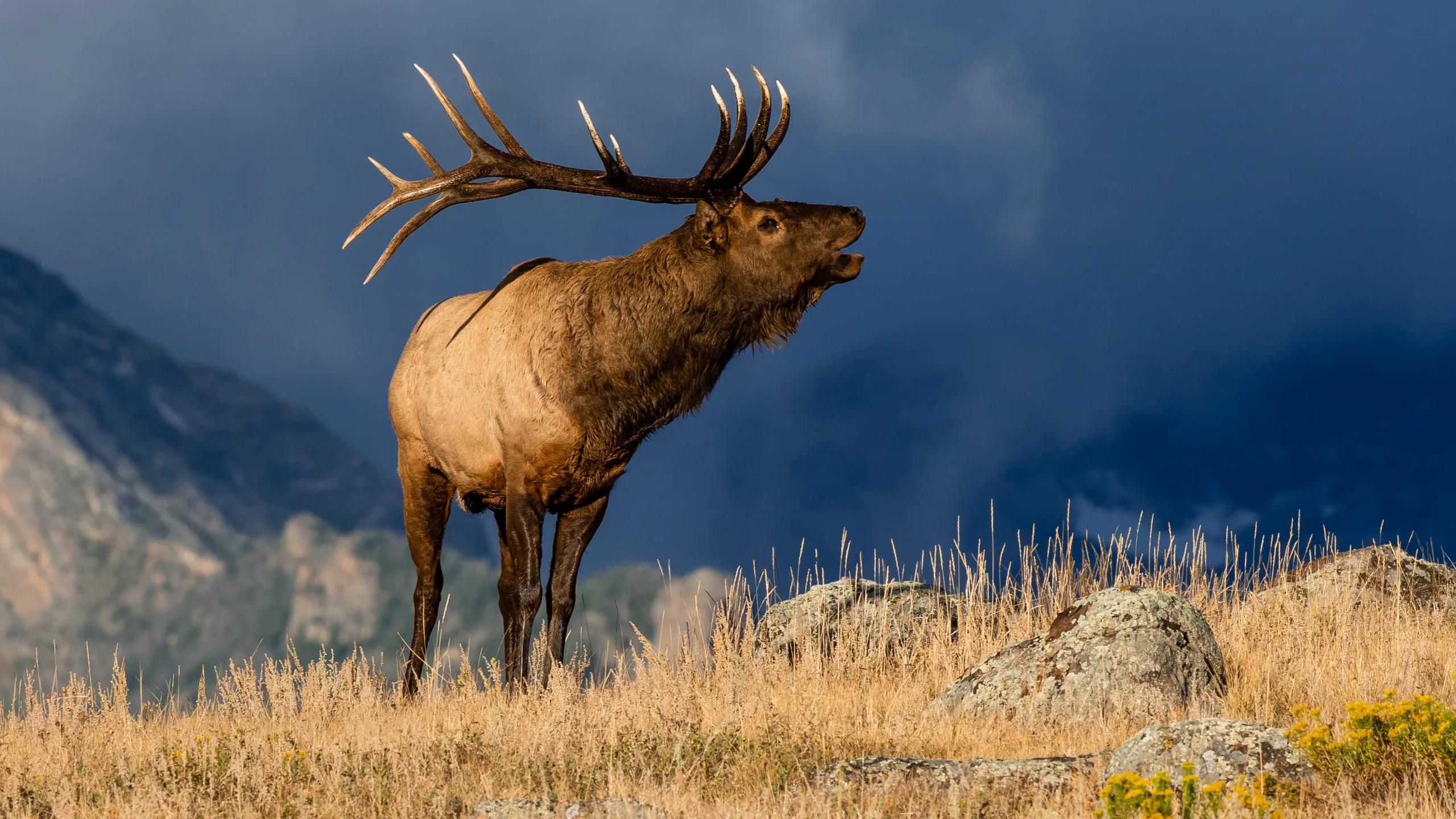 Spotting Elk in Tennessee: A Quick Guide