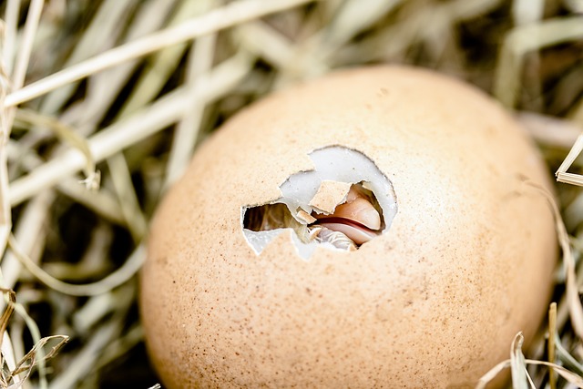 California’s Poultry Industry Faces Devastation as Avian Flu Outbreaks Unfold in the ‘Egg Basket’