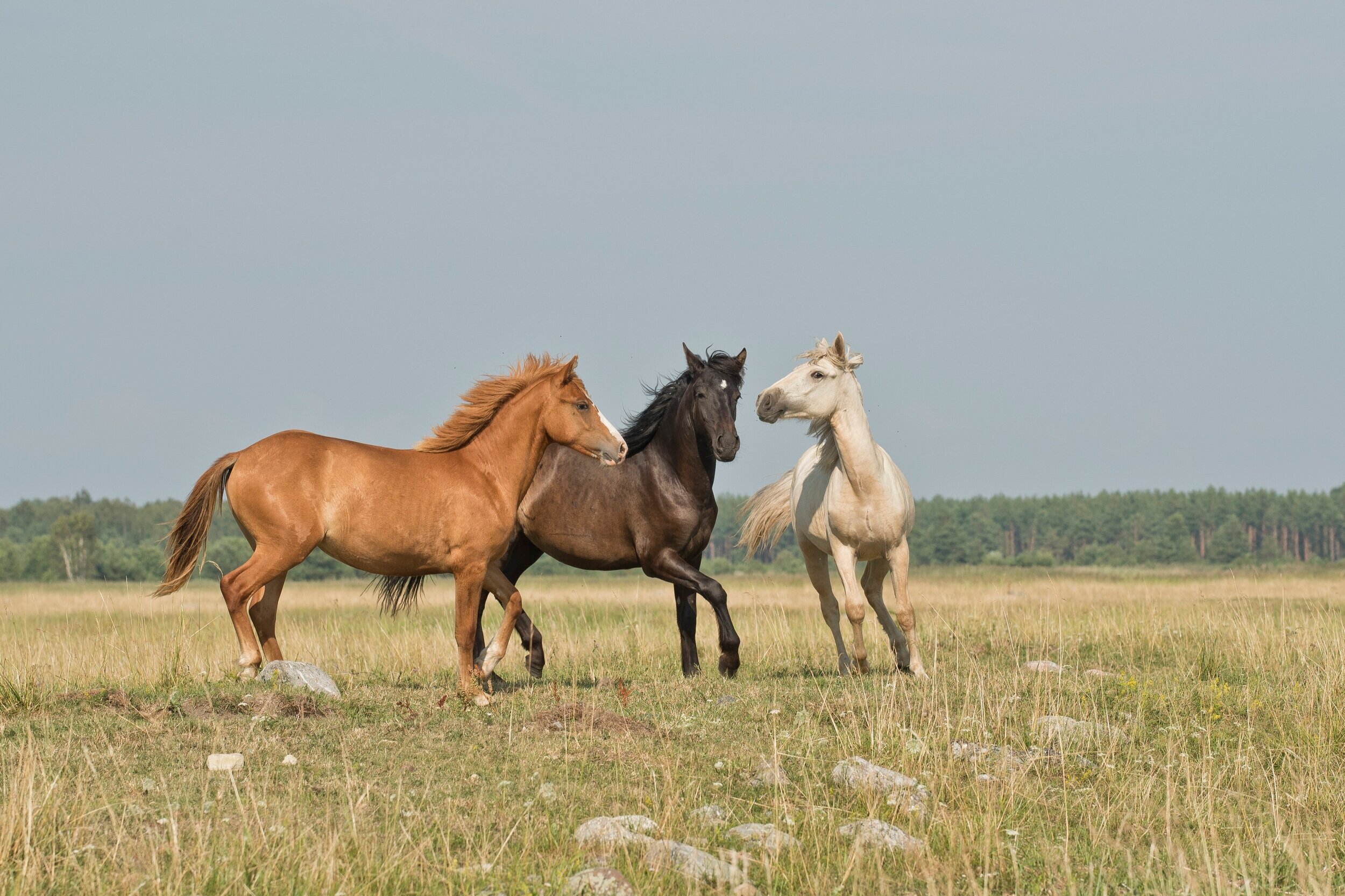 Banning horse exports for slaughter might take a ride on the Farm Bill or another big spending measure