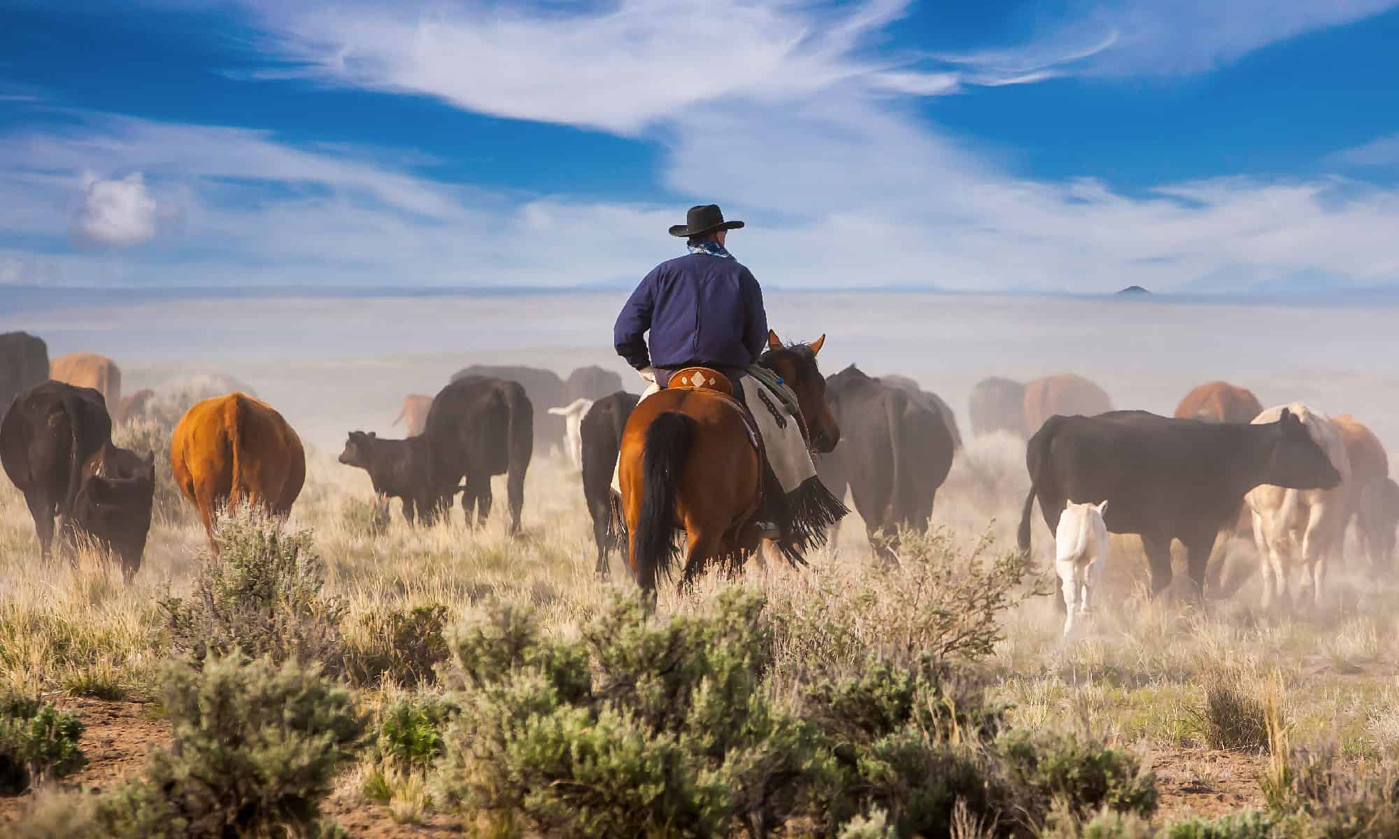 The 5th Largest Ranch In Texas Is Being Sold In Parts