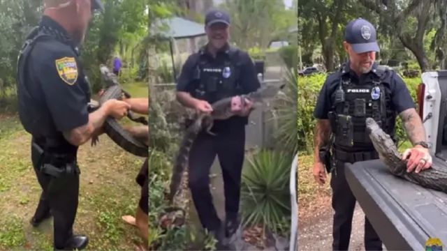 Alligator Gave 100-year-old Grandma a Surprise Visit in Florida; Agents Rescued Gator and Granny from Nuisance in Jacksonville