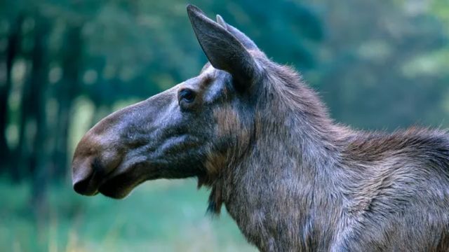 ‘Hidden’ Elk Charges and Hurts a 4-year-old Boy in Colorado’s Second Elk Attack in a Week